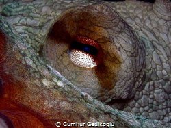 Octopus vulgaris eye
Friendly Looking by Cumhur Gedikoglu 